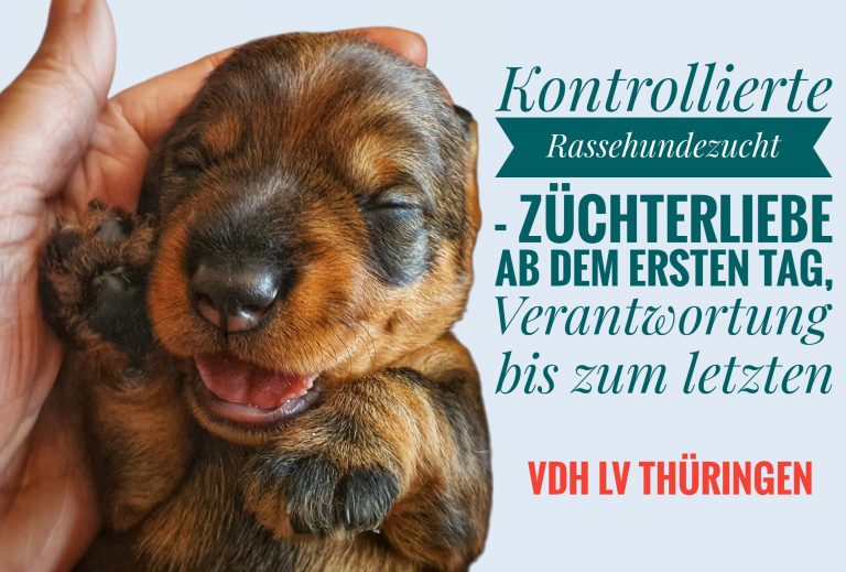 VDH-Guideline Ausstellungen