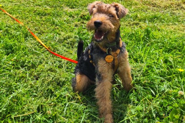 Junger Welsh Terrier sucht neues Zuhause