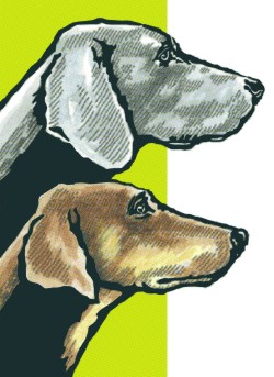 BREAKING NEWS: DOPPEL-CACIB SONDERSHAUSEN/POSSEN 2026 GENEHMIGT!