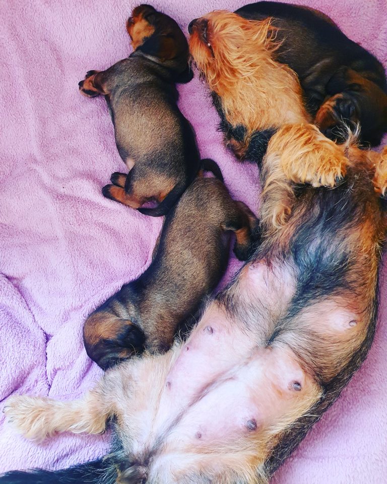 Canines Herpesvirus – Übersichtsstudie