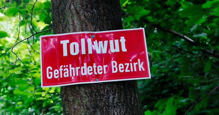 Aktueller Tollwutfall in Rheinland-Pfalz: „legal eingeführt“ – mit gefälschten Papieren